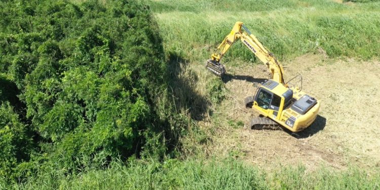 FAEマルチャーで篠竹伐採。