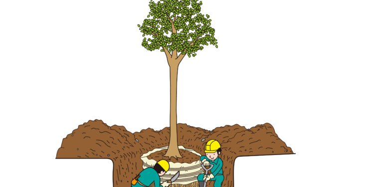 森林管理の基本：伐採・伐木・選定・伐根の違いを理解しよう